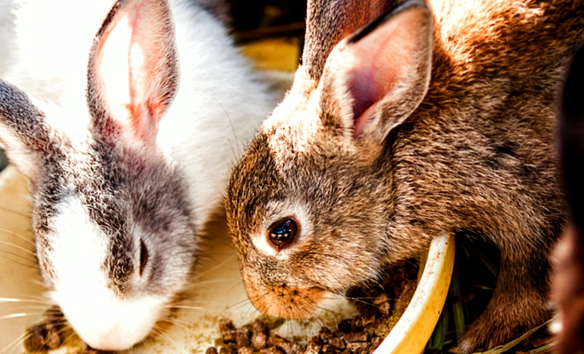 Комбикорм для кроликов в Рязани